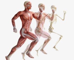 Bone/Muscles