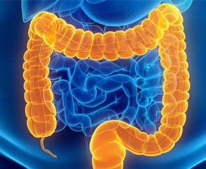 Gut