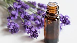 Lavender Essential Oil