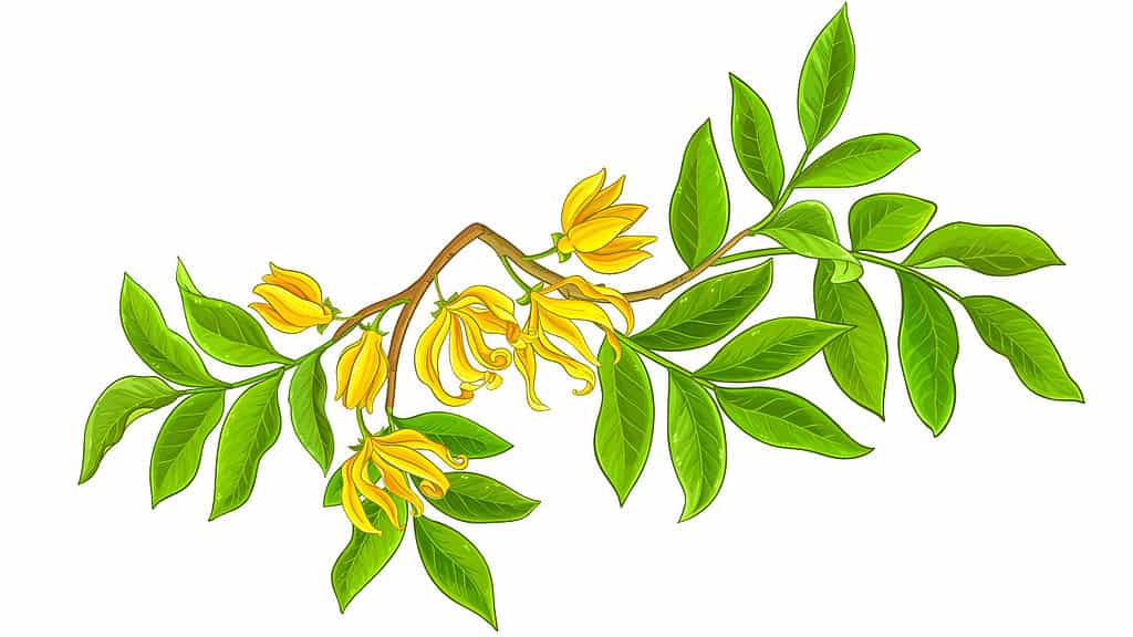 Ylang Ylang Essential Oil